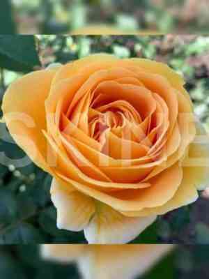 Кэндллайт (Candlelight)