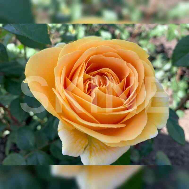 Кэндллайт (Candlelight)