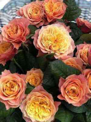 kensingtongarden_kensingtongardens_optimized.jpg Кенсингтон Гарден (Kensington Gardens)