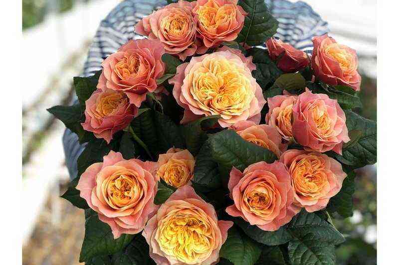 kensingtongarden_kensingtongardens_optimized.jpg Кенсингтон Гарден (Kensington Gardens)