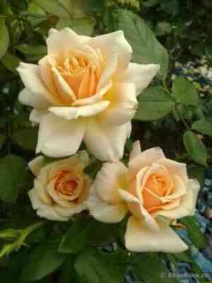 Кэрон Китинг Роуз (Caron Keating Rose)