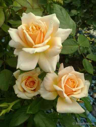 Кэрон Китинг Роуз (Caron Keating Rose)