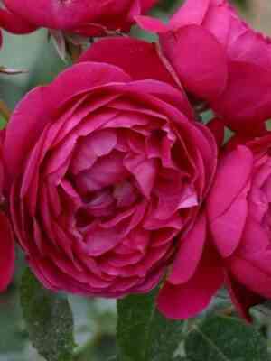 kibela-cybelle_optimized.jpg Кибела (Cybelle)