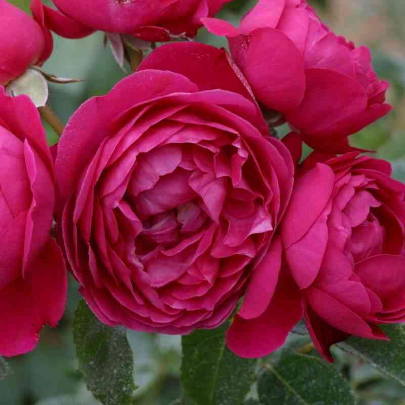 Кибела (Cybelle)