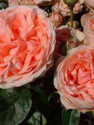 Кимоно (Kimono)