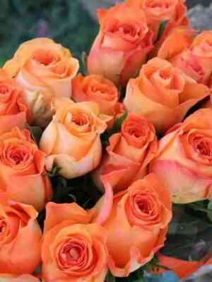 Кингс дей (Kings Day)