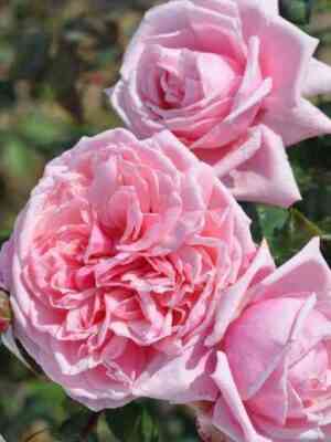 Кисс ми Кейт (Kiss me Kate)