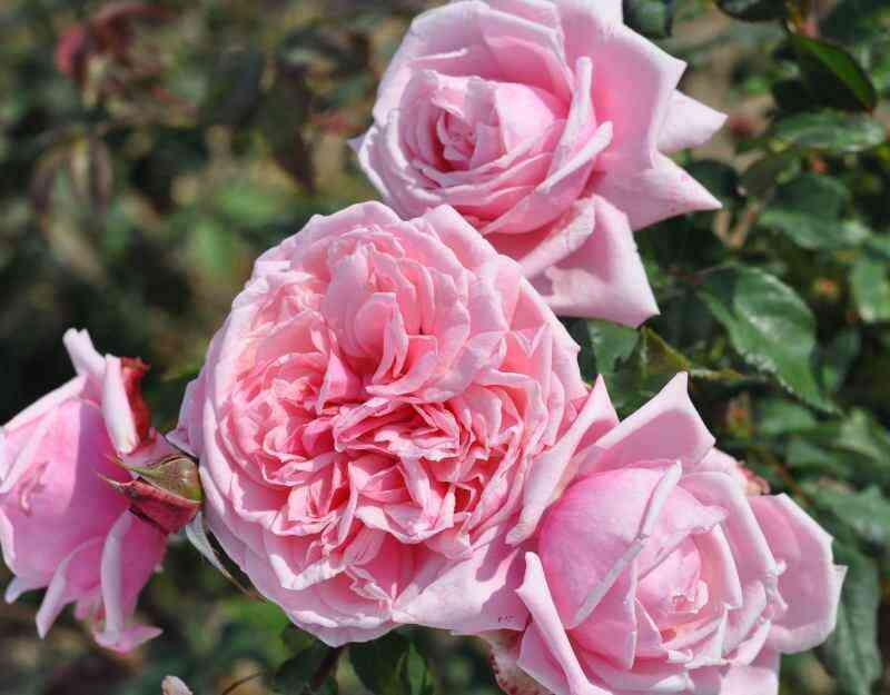 kiss-mi-kejt.jpg Кисс ми Кейт (Kiss me Kate)