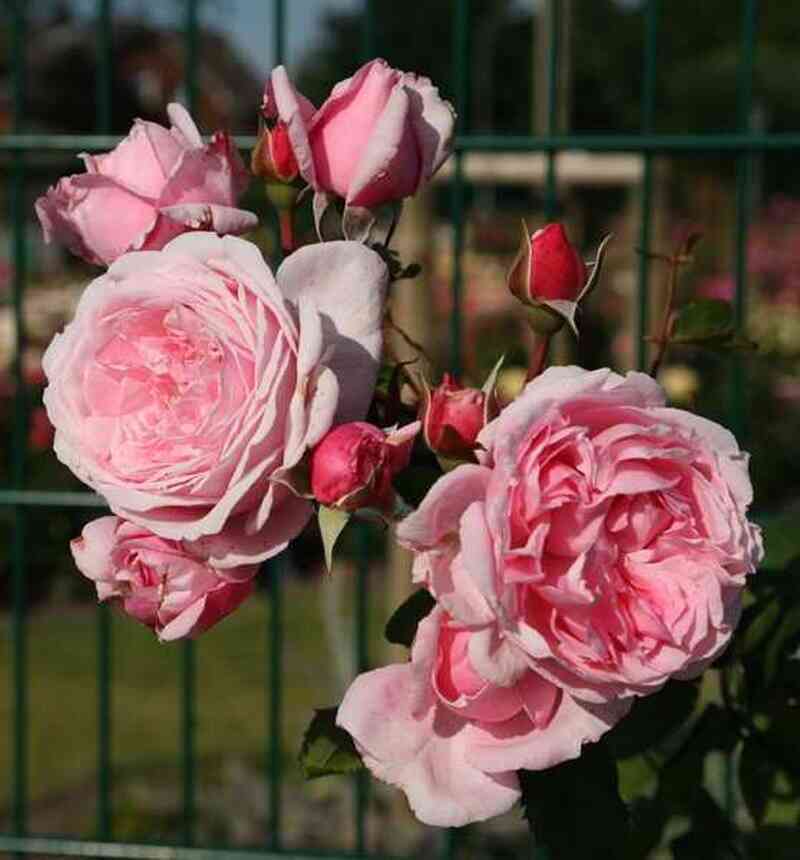 kiss-mi-kejt1.jpg Кисс ми Кейт (Kiss me Kate)