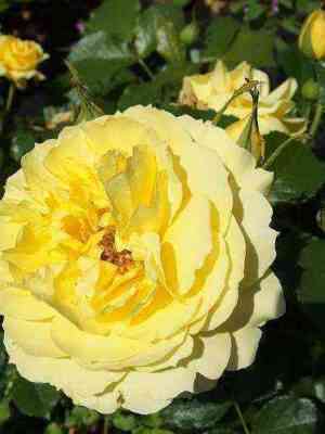 Чайна Герл (China Girl)