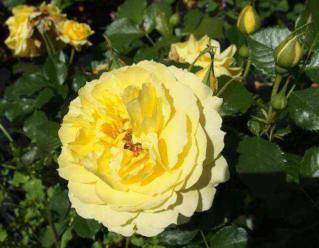 kitajskaya_devochka.jpg Чайна Герл (China Girl)