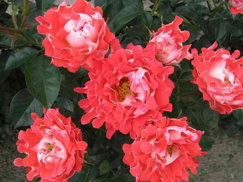 kjendi-raflz.jpg Кэнди Раффлс (Candy Ruffles)