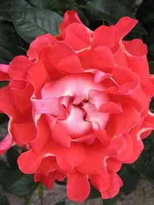 Кэнди Раффлс (Candy Ruffles)