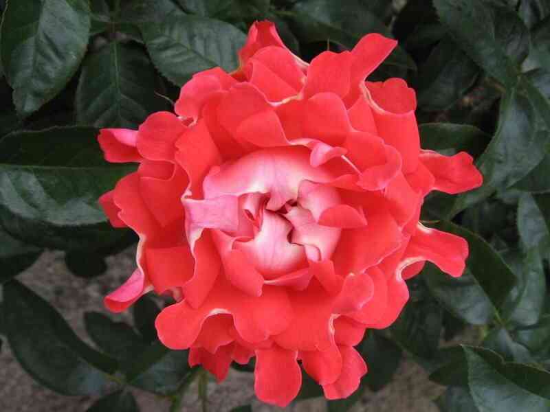 kjendi-raflz1.jpg Кэнди Раффлс (Candy Ruffles)