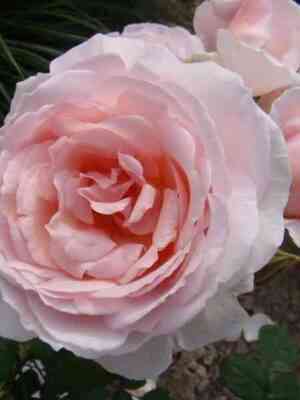 kjerolajn-harts.jpg Кэролайнс Харт (Caroline's Heart)