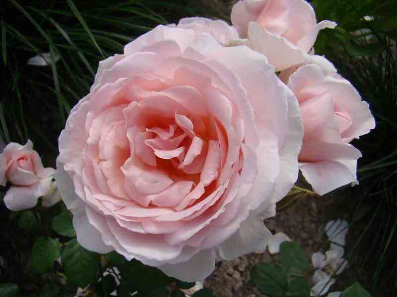 Кэролайнс Харт (Caroline's Heart)