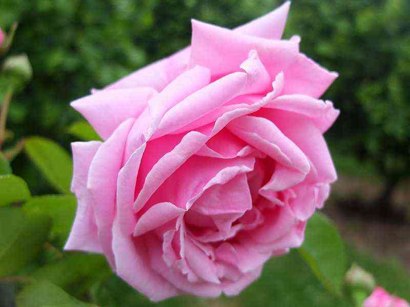 Кэролайнс Харт (Caroline's Heart)