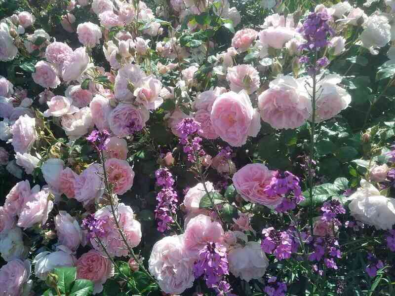 Кэролайнс Харт (Caroline's Heart)