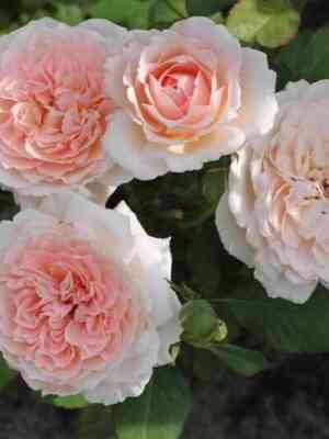 klarac-chojs-claras-choice_optimized.jpg Клара'c Чойс (Clara's Choice)