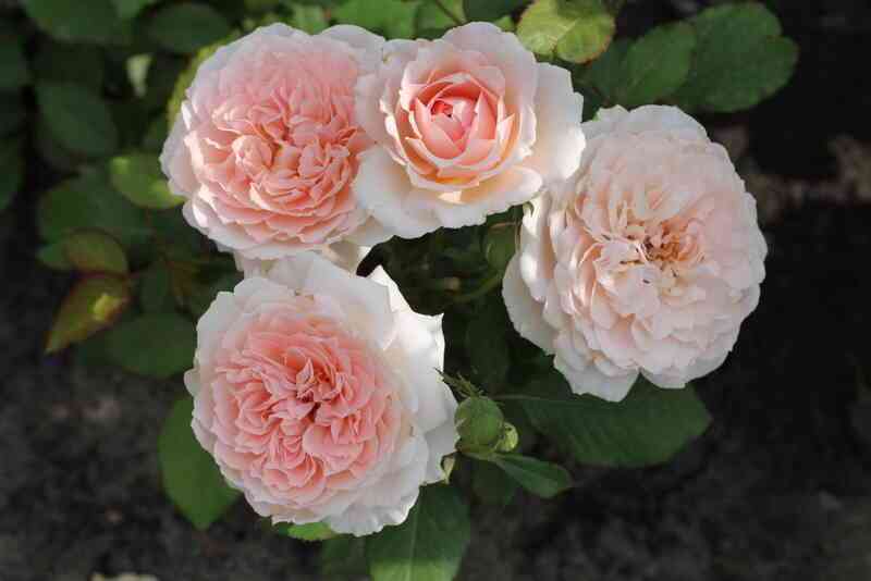 klarac-chojs-claras-choice_optimized.jpg Клара'c Чойс (Clara's Choice)