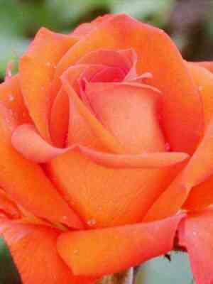 Кларенс (Clarence)