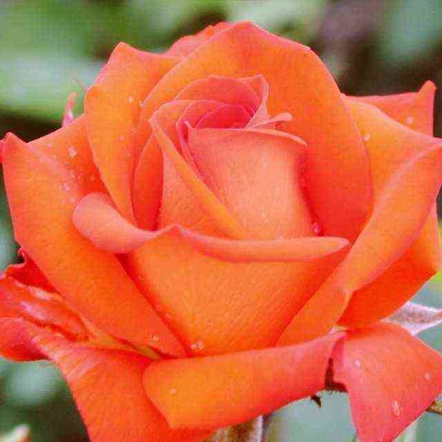 Кларенс (Clarence)