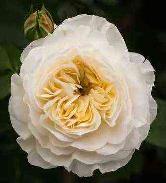 Кларенс Хаус (Clarence House)