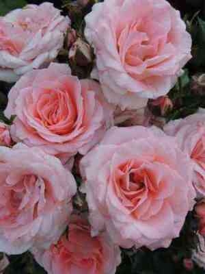 Классик Лидия (Classic Lydia)