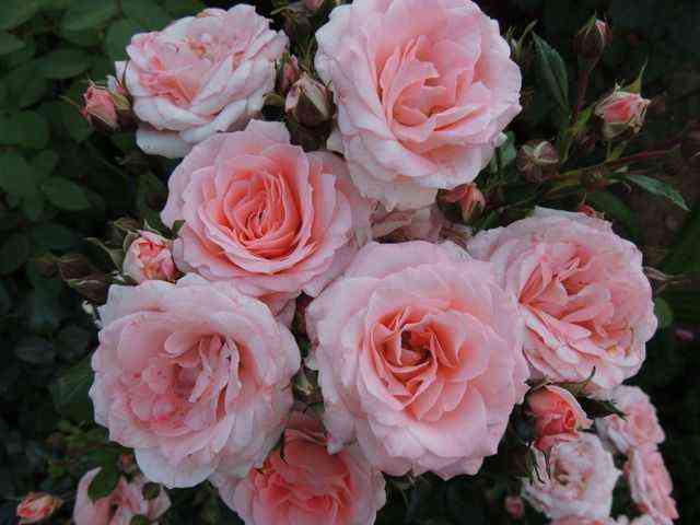 Классик Лидия (Classic Lydia)