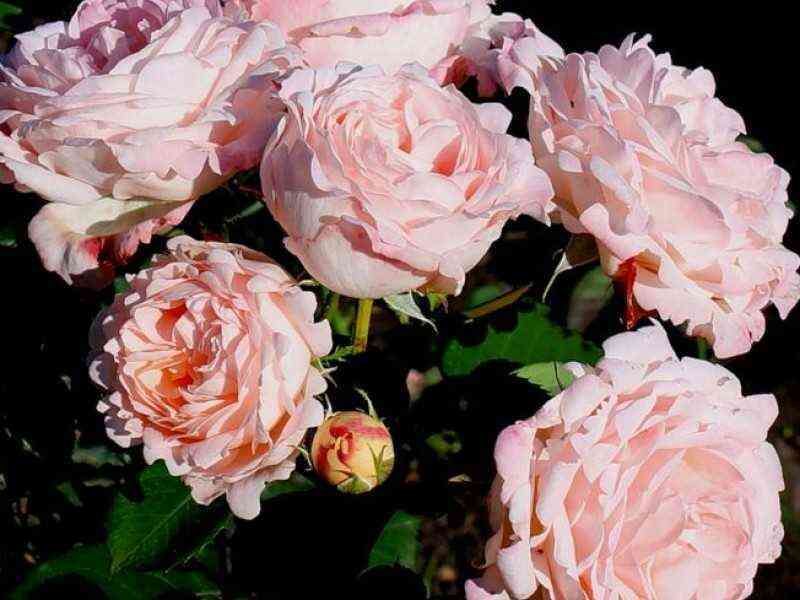 kler-renesans.jpg Клэр Ренессанс (Clair Renaissance)