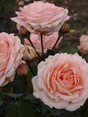 kler-renesans1.jpg Клэр Ренессанс (Clair Renaissance)