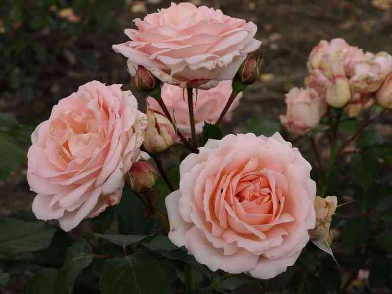 kler-renesans1.jpg Клэр Ренессанс (Clair Renaissance)