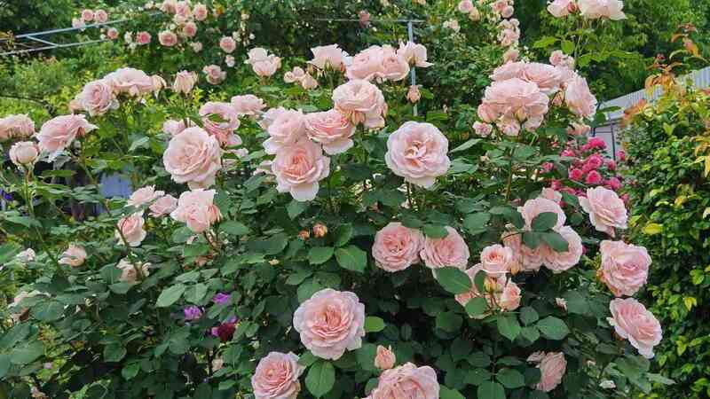 kler-renesans2.jpg Клэр Ренессанс (Clair Renaissance)