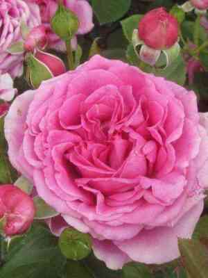 Клэр Маршал (Claire Marshall)