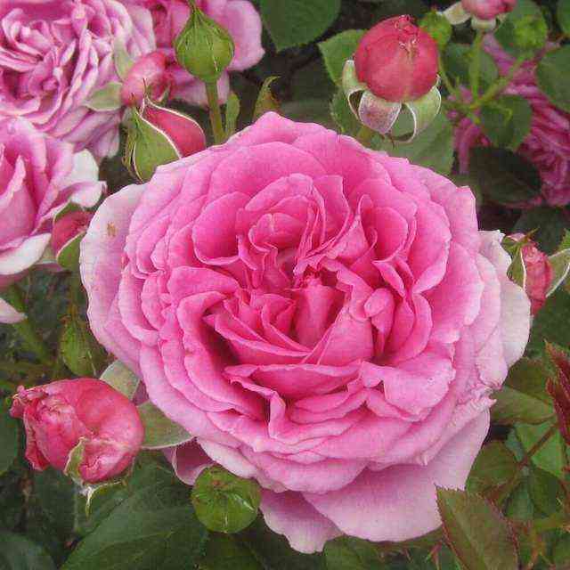 Клэр Маршал (Claire Marshall)