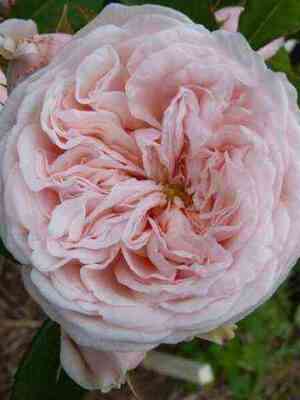 kler_rous.jpg Клер Роуз (Claire Rose)