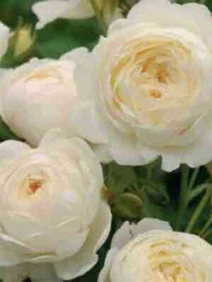 klerostin_claireaustin_optimized.jpg Клер Остин (Claire Austin)