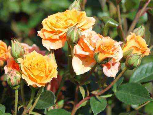 Клементина (Clementine)