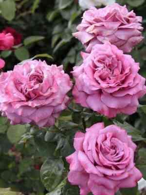 Клод Брассер (Claude Brasseur)