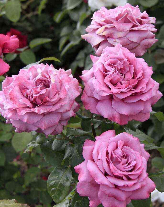 klod_brasser1.jpg Клод Брассер (Claude Brasseur)