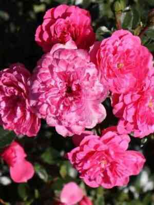 knirps.jpg Книрпс (Knirps)