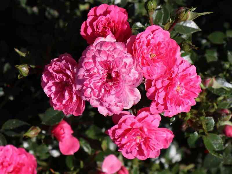 knirps.jpg Книрпс (Knirps)