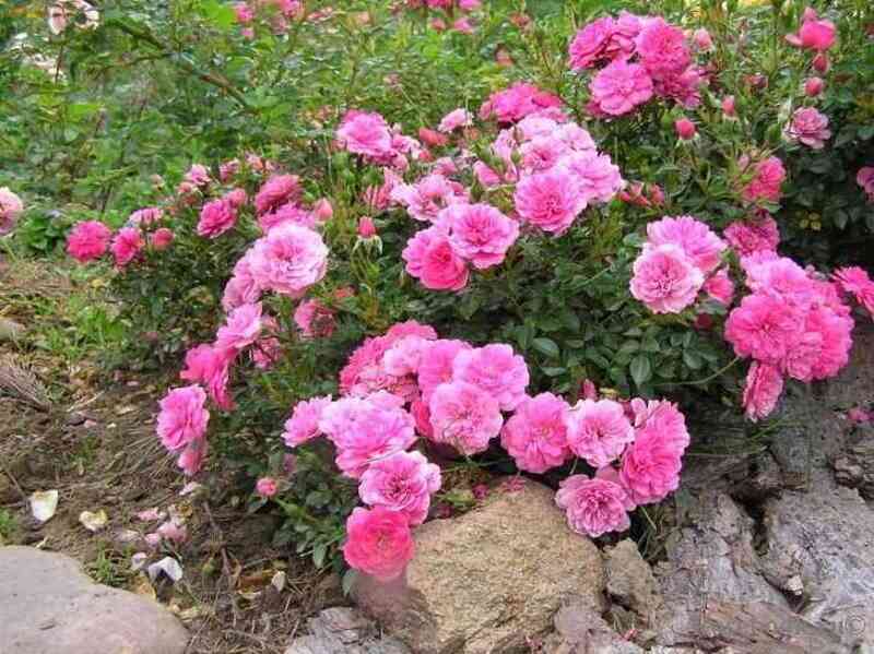 knirps2.jpg Книрпс (Knirps)