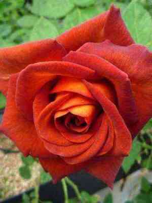 Кофе Брейк (Coffee Break)