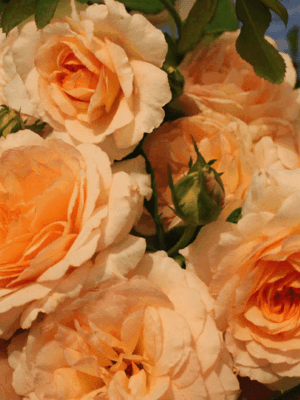 Кокард (Cocarde)