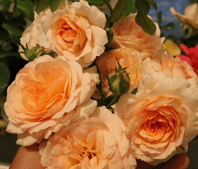 kokard.png Кокард (Cocarde)