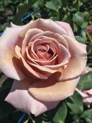 Коко Локо (Koko Loko)