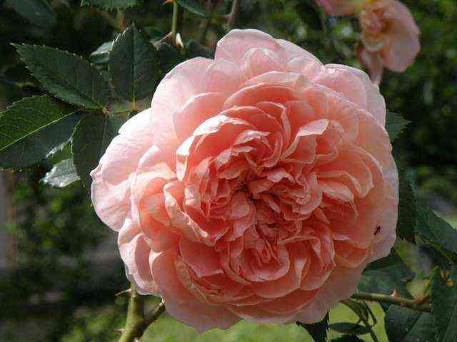 Колетт (Colette)