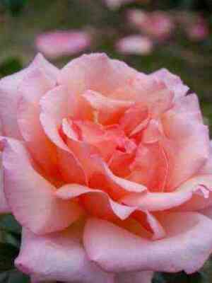 Компешен (Compassion)