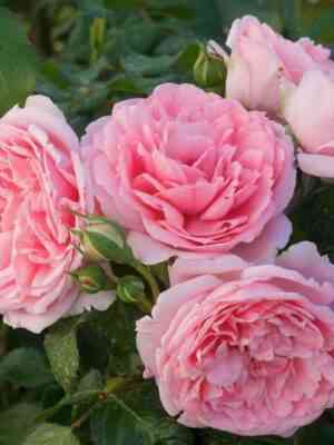 Комтесс де Сегюр (Comtesse de Segur)